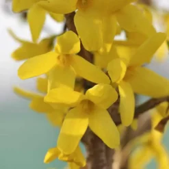 Forsythia jaune - Pot de 7L
