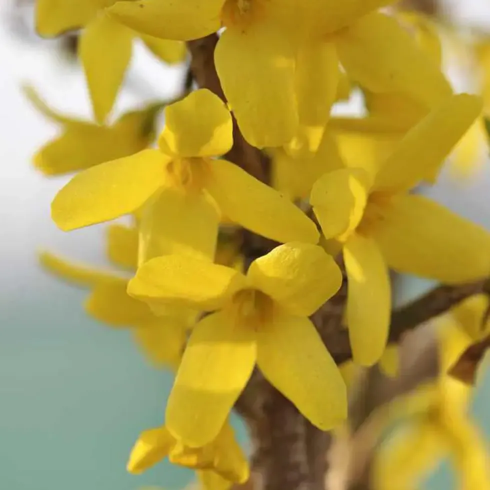 Forsythia jaune - Pot de 7L