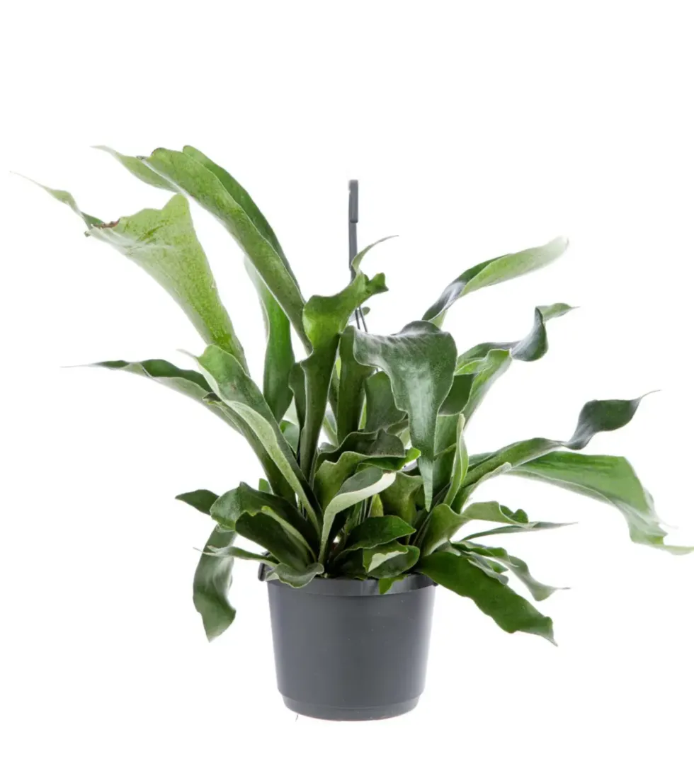 Fougère corne d’élan (Platycerium) vert. La suspension Ø 18 cm