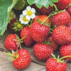 Fraisier Senga® 'Sengana' Bio. La motte de 7x7 cm