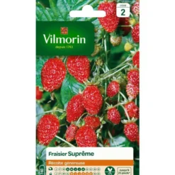 Fraisier Suprême Vilmorin - graines à semer