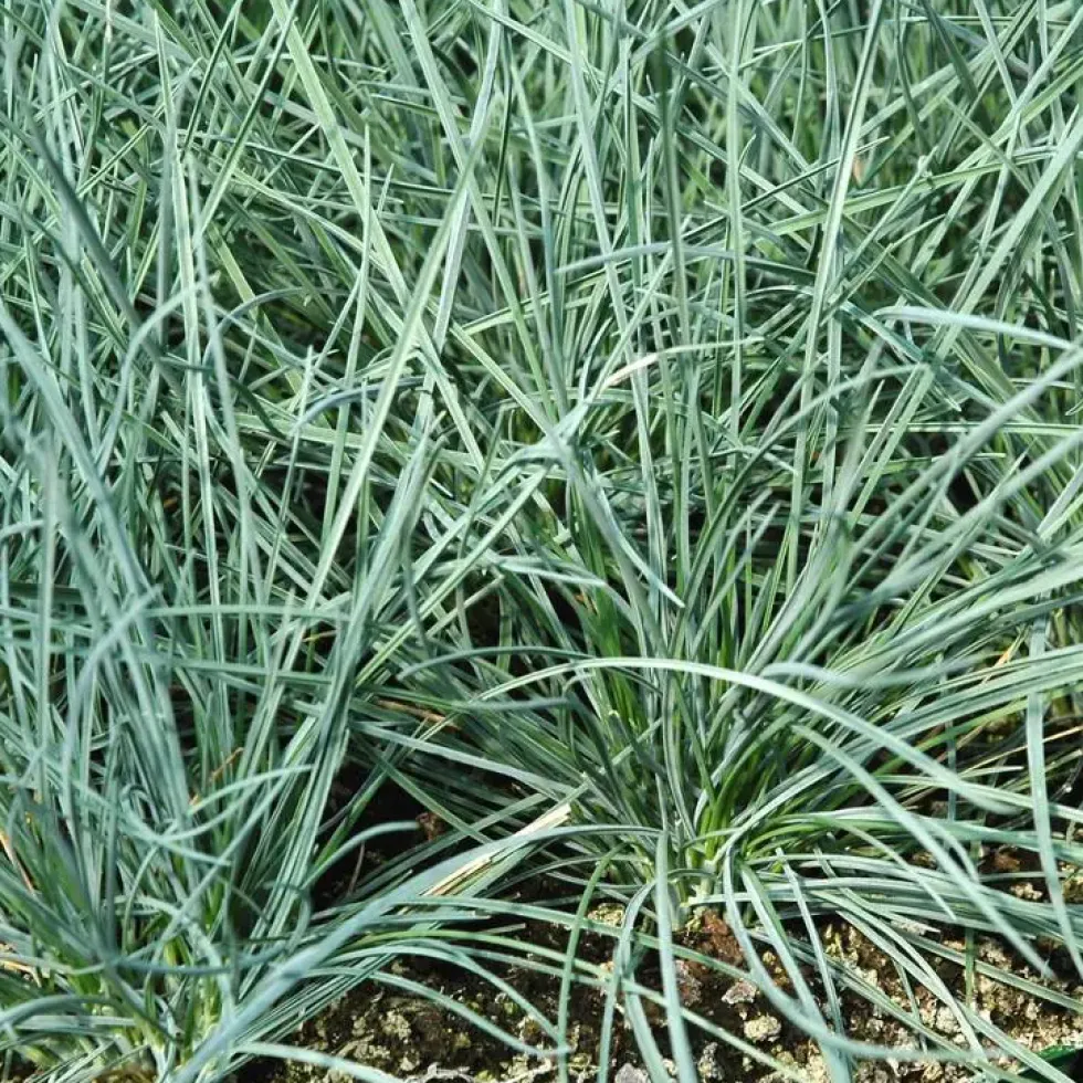 Fétuque Intense Blue bleue botanic®. Le pot de 4 litres
