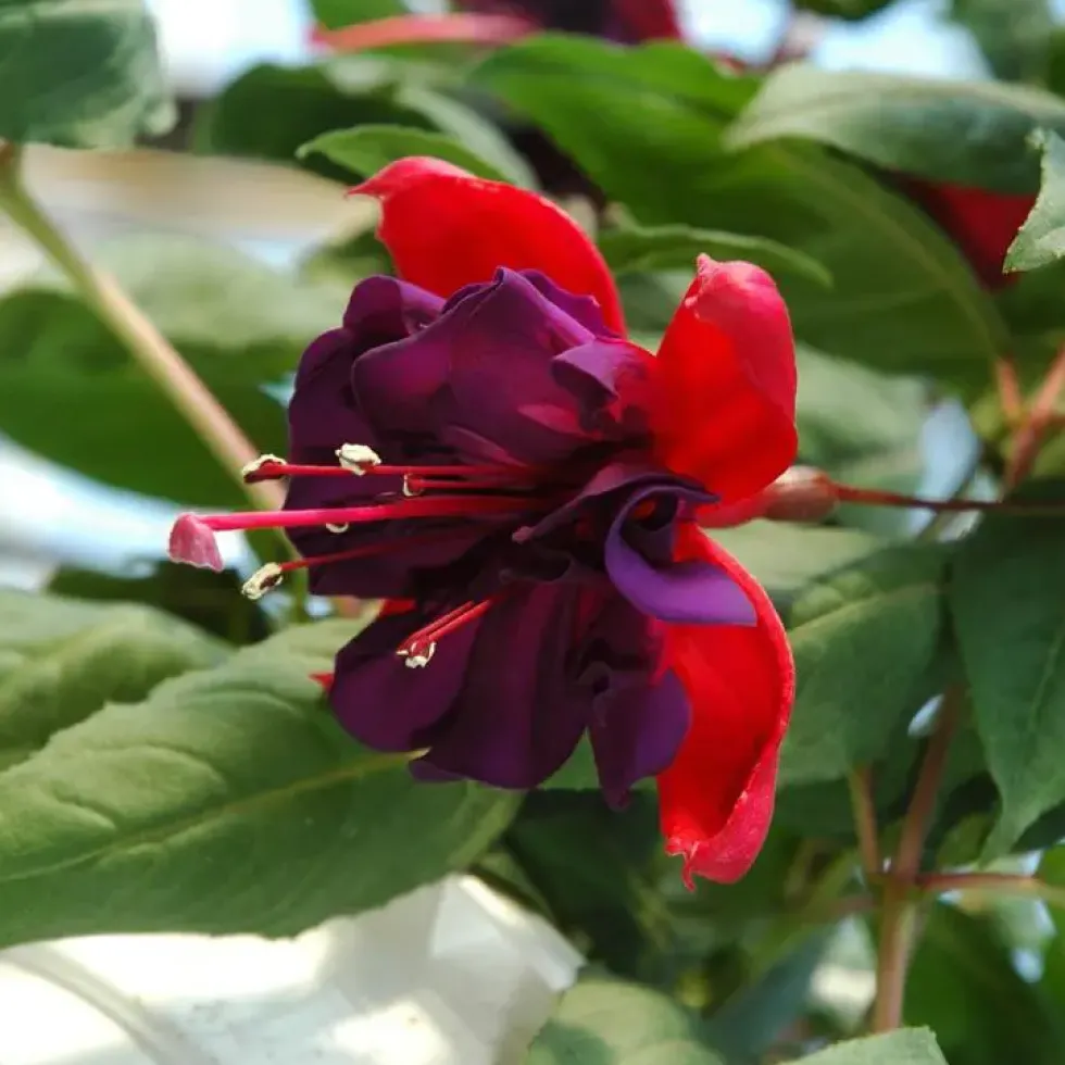 Fuchsia Colonne - Le pot de 27 cm