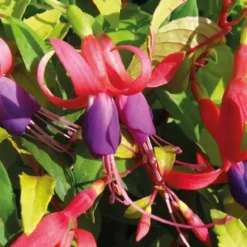Fuchsia doré - Le pot de 9 x 9 cm