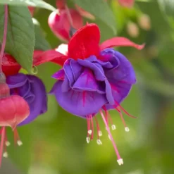 Fuchsia à fleurs multicolores - Le pot de 3 litres