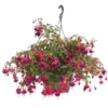 Fuchsia retombant - La suspension diam 27 cm