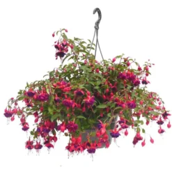 Fuchsia retombant - La suspension diam 27 cm