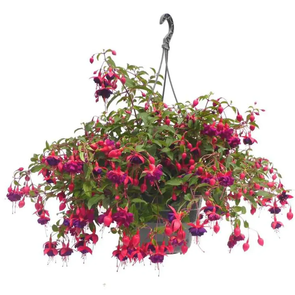 Fuchsia retombant - La suspension diam 27 cm