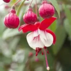 Fuchsia érigé à fleurs multicolores. Le pot de 2,5 litres