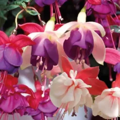 Fuchsia érigé - Le pot de 9 x 9 cm