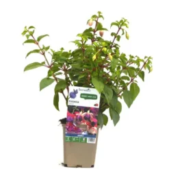 Fuchsia érigé - Le pot de 9 x 9 cm