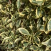 Fusain du Japon (Euonymus Japonicus) Bravo 40/50. Le pot de 3 litres