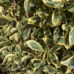 Fusain du Japon (Euonymus Japonicus) Bravo 40/50. Le pot de 3 litres