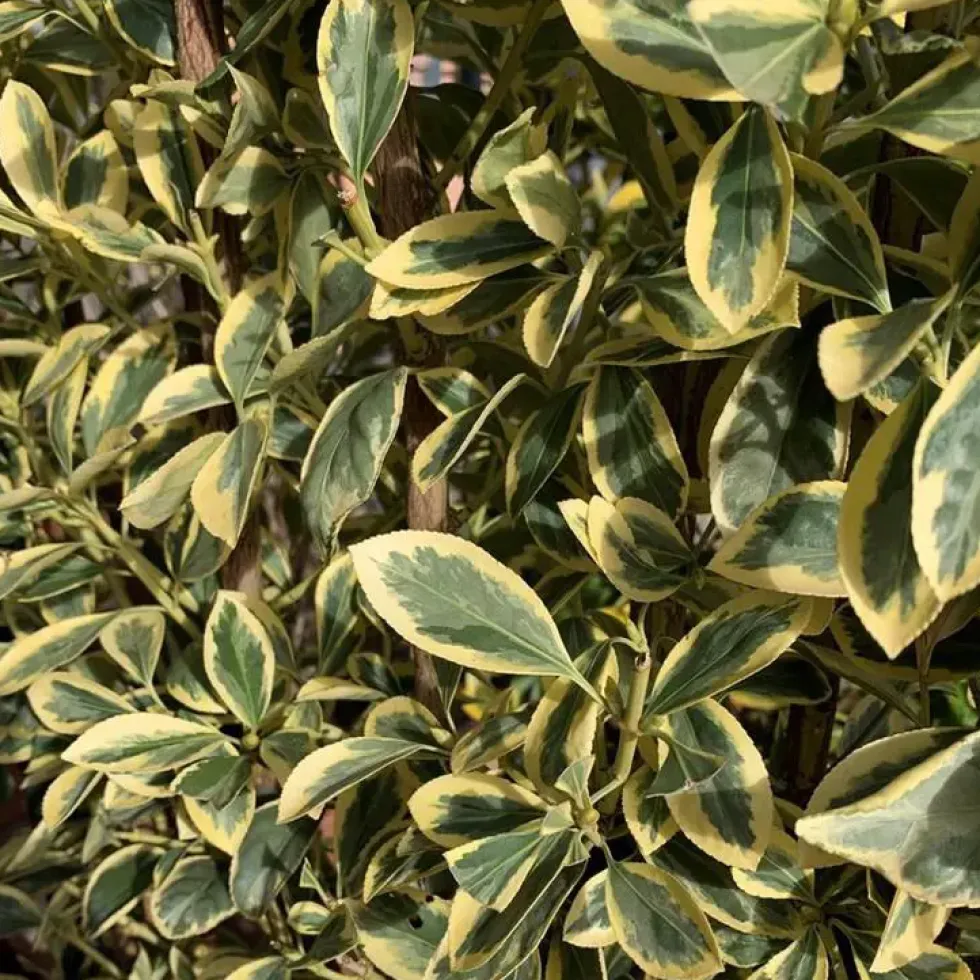 Fusain du Japon (Euonymus Japonicus) Bravo 40/50. Le pot de 3 litres