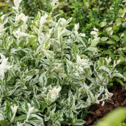 Fusain Harlequin en pot de 3 litres