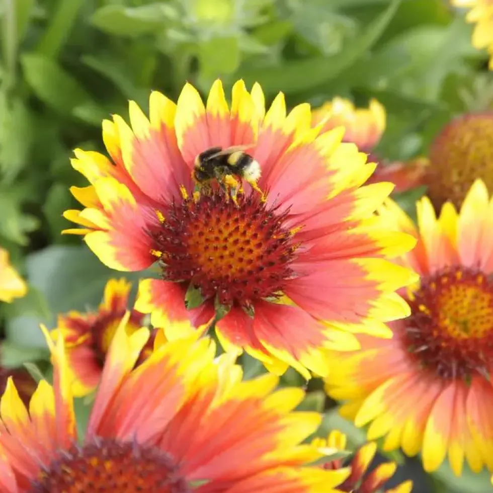 Gaillarde arizona sun multicolore en pot de 2 L