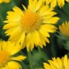 Gaillarde jaune - Le pot de 9 x 9 cm