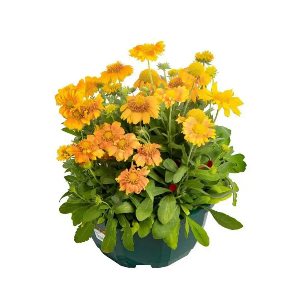 Gaillarde jaune - Le pot de 9 x 9 cm