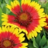 Gaillarde Naine rouge-jaune - Le pot de 9 x 9 cm