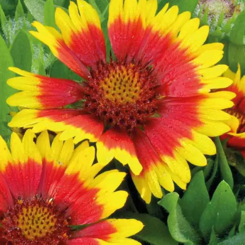 Gaillarde Naine rouge-jaune - Le pot de 9 x 9 cm