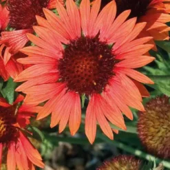 Gaillarde Orange - Le pot de 9 x 9 cm