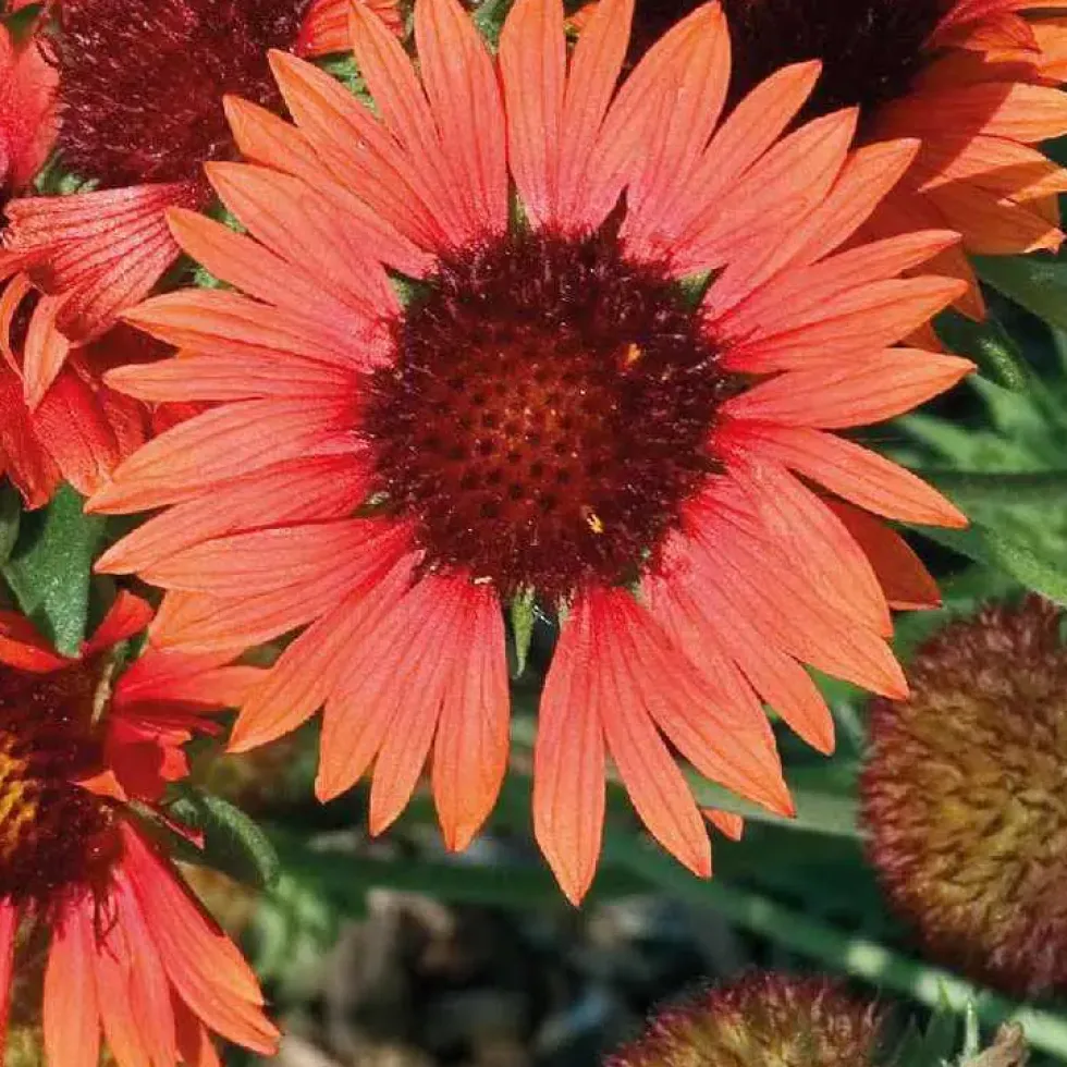 Gaillarde Orange - Le pot de 9 x 9 cm