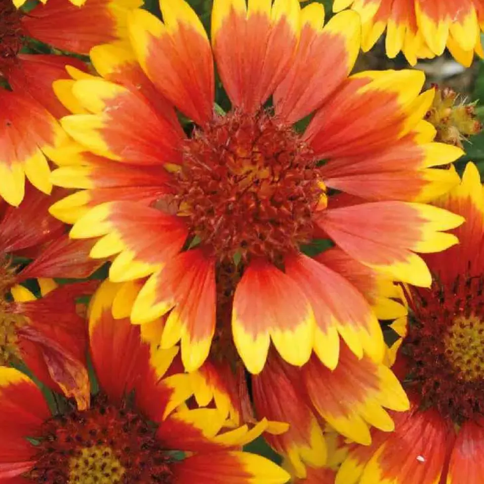 Gaillarde rouge jaune - Le pot de 9 x 9 cm