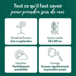 Gaillarde rouge jaune - Le pot de 9 x 9 cm