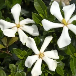 Gardenia Jasminoides Pinwheel. Le pot de 4 litres