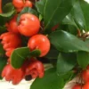 Gaultheria à baies rouges - Le pot de 10,5 cm