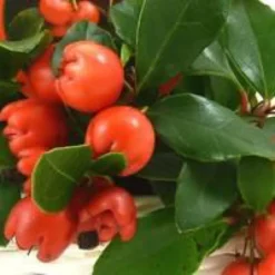Gaultheria à baies rouges - Le pot de 10,5 cm