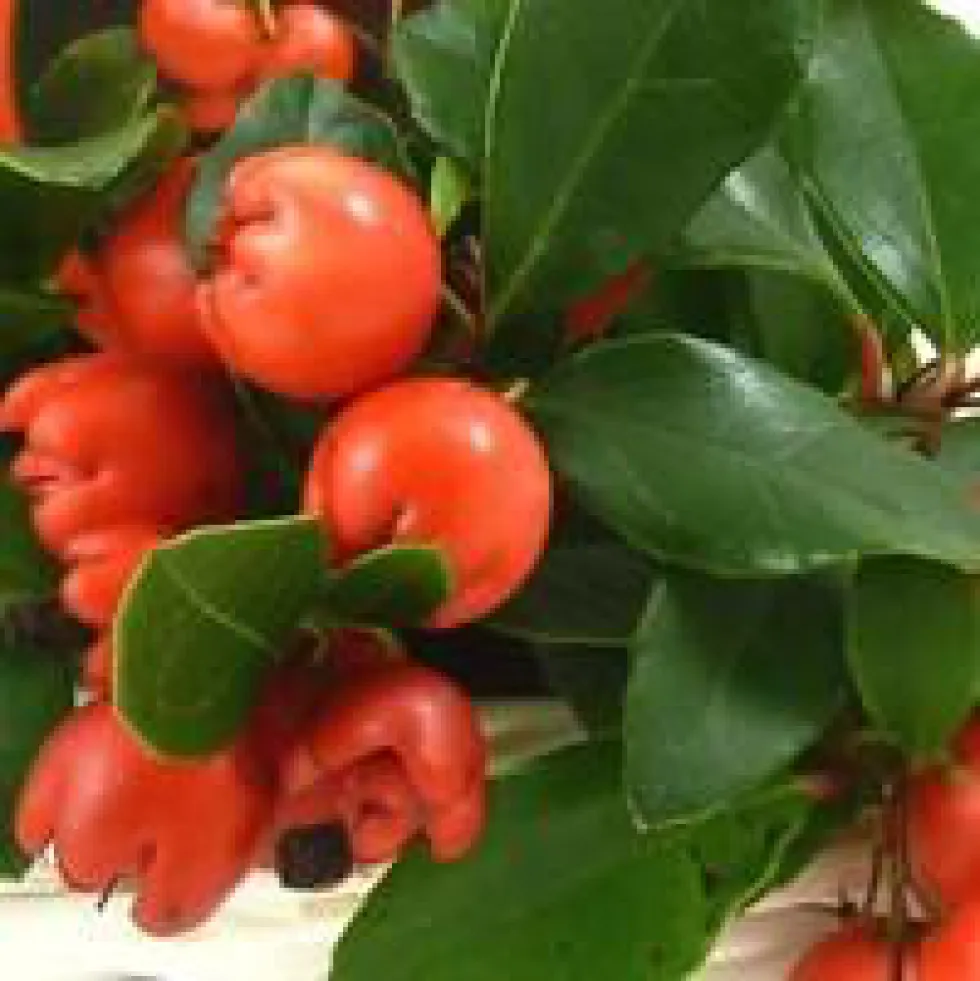 Gaultheria à baies rouges - Le pot de 10,5 cm