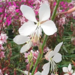 Gaura à fleurs blanches - Le pot de 4,5 litres