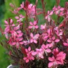 Gaura rose - Le pot de 2 litres