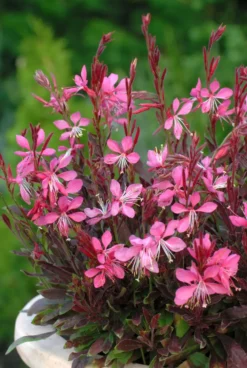 Gaura rose - Le pot de 2 litres