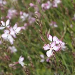 Gaura rosy jane rose en pot de 2 L