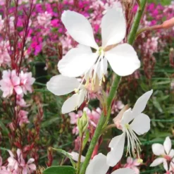 Gaura Varié - Le pot de 7,5 litres