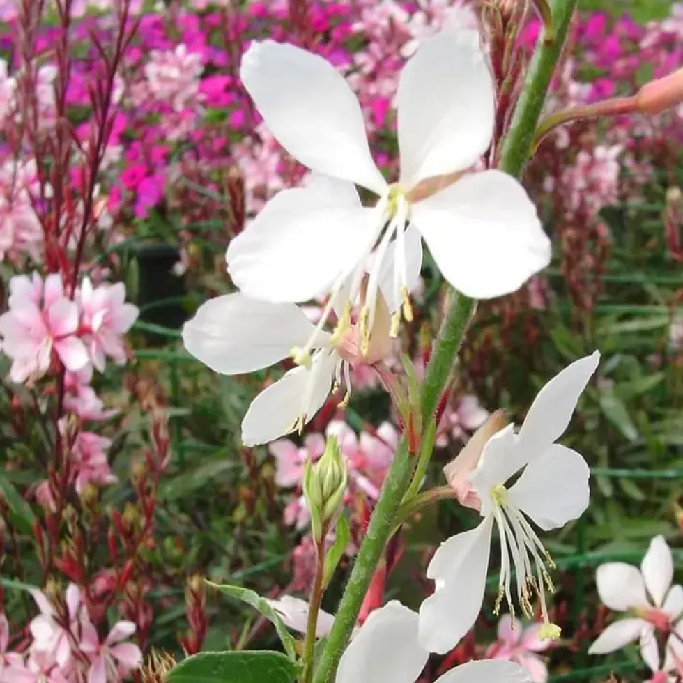 Gaura Varié - Le pot de 7,5 litres
