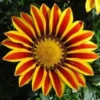 Gazania - La barquette de 6 plants