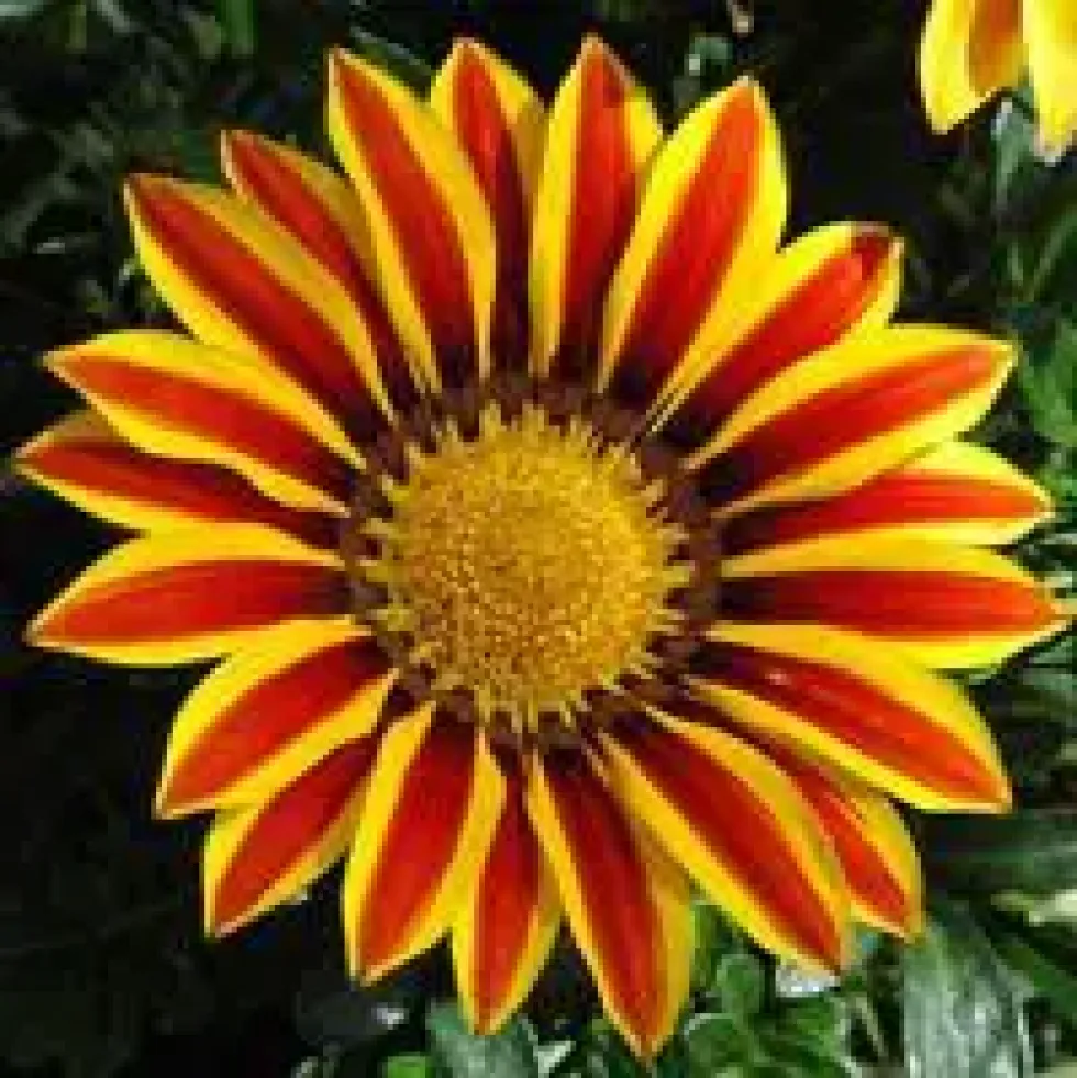 Gazania - La barquette de 6 plants