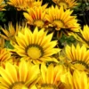 Gazania - Le pot de 3 litres