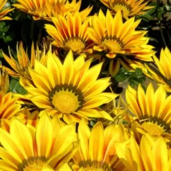 Gazania - Le pot de 3 litres