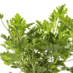 Geranium Anti Moustique - Le pot de 5 litres