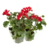 Geranium lierre double - La barquette de 4 plants