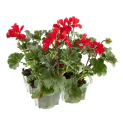 Geranium lierre double - La barquette de 4 plants