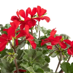 Geranium lierre double - La barquette de 4 plants