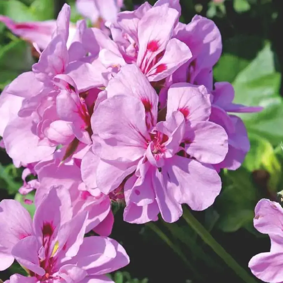 Geranium Lierre double Label rouge - La barquette de 10 plants