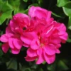 Geranium Lierre double Label rouge - Le pot de 3 litres