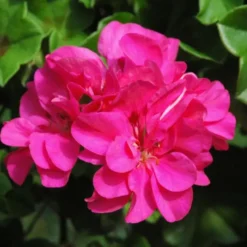 Geranium Lierre double Label rouge - Le pot de 3 litres