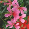 Geranium L.S. - La jardinière